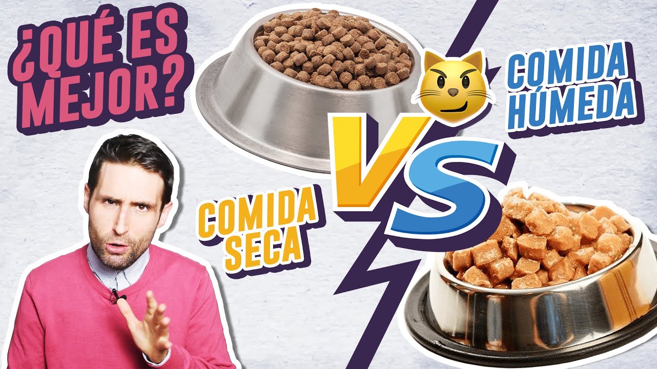 Alimenta a tus gatitos cachorros con la mejor comida húmeda