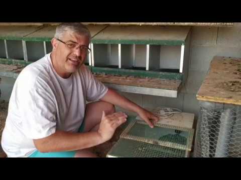 Alimentación adecuada: Comida para pollos de perdiz