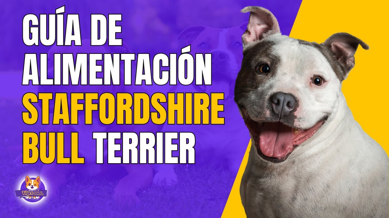 Alimentación adecuada: comida para American Stanford cachorro