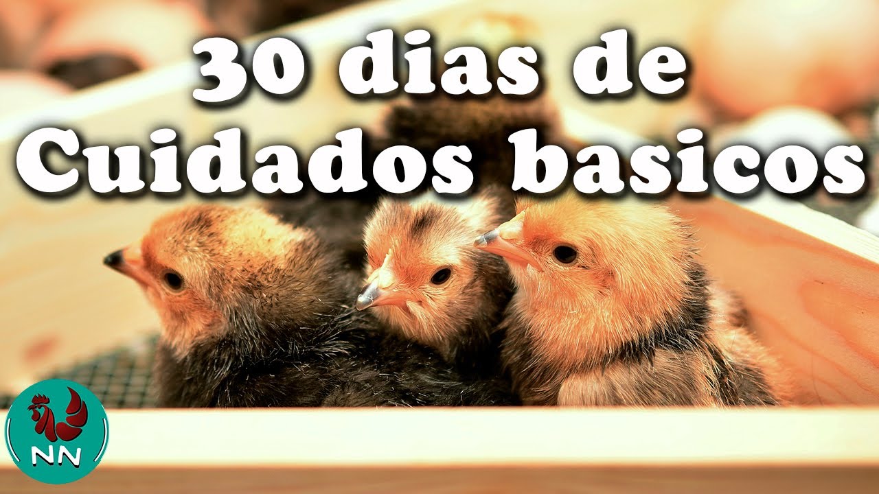 Alimentación adecuada para los pollos recién nacidos