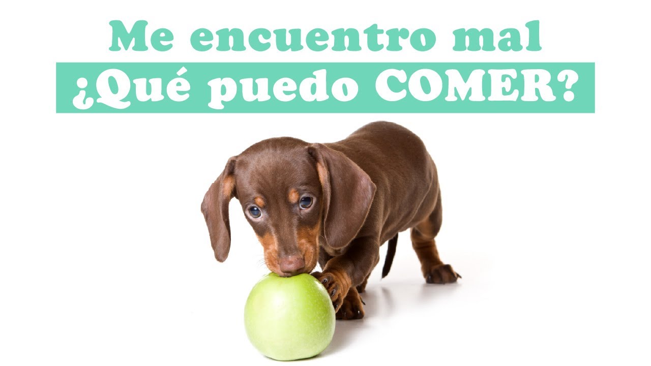 Alimentación saludable: Comida nutritiva para perros enfermos