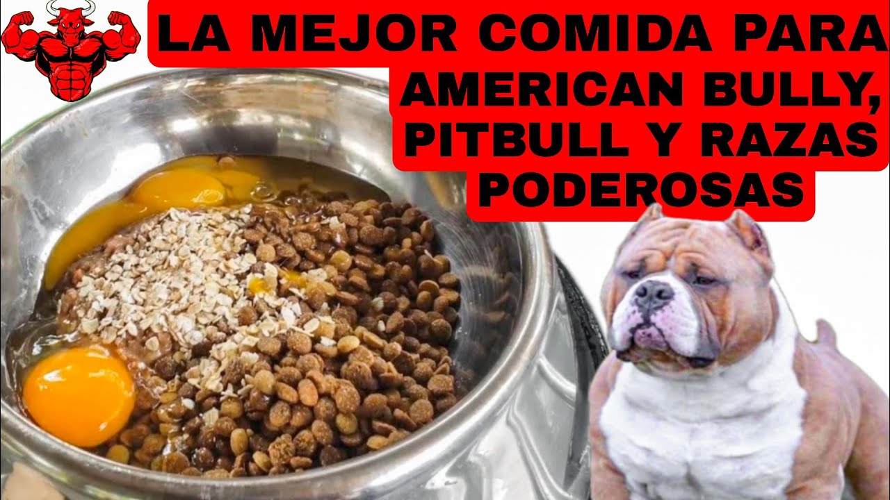 Alimentación saludable: Comida para perros American Stanford