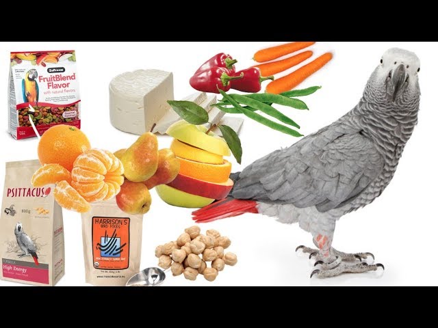 Alimentación saludable para tu yaco de cola roja: consejos de comida