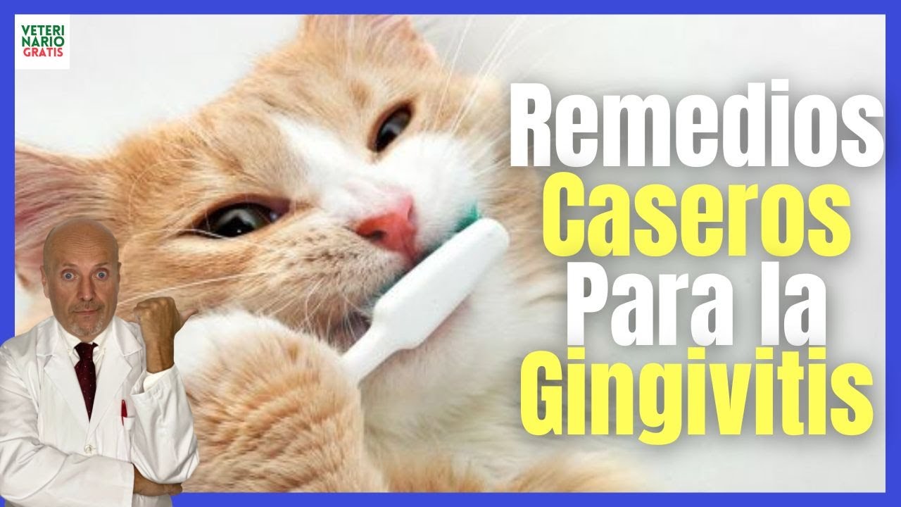 Alimentos para gatos con gingivitis: Cuidando su salud bucal