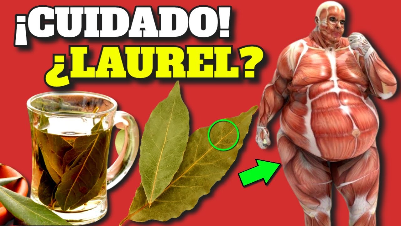 Beneficios de la hoja de laurel en tus comidas