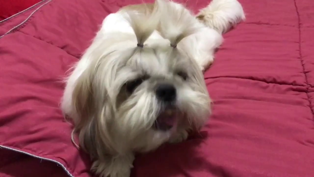 Cantidad de comida recomendada para cachorro shih tzu