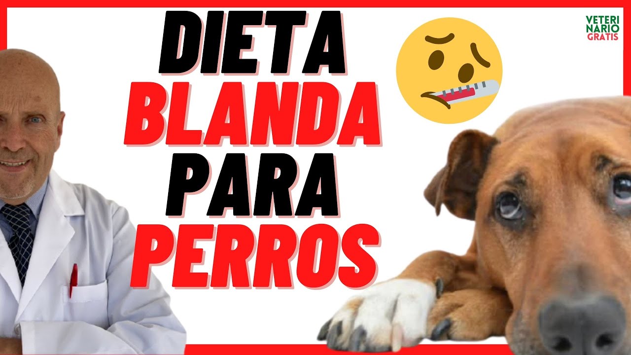 Comida especial para perros con gastroenteritis