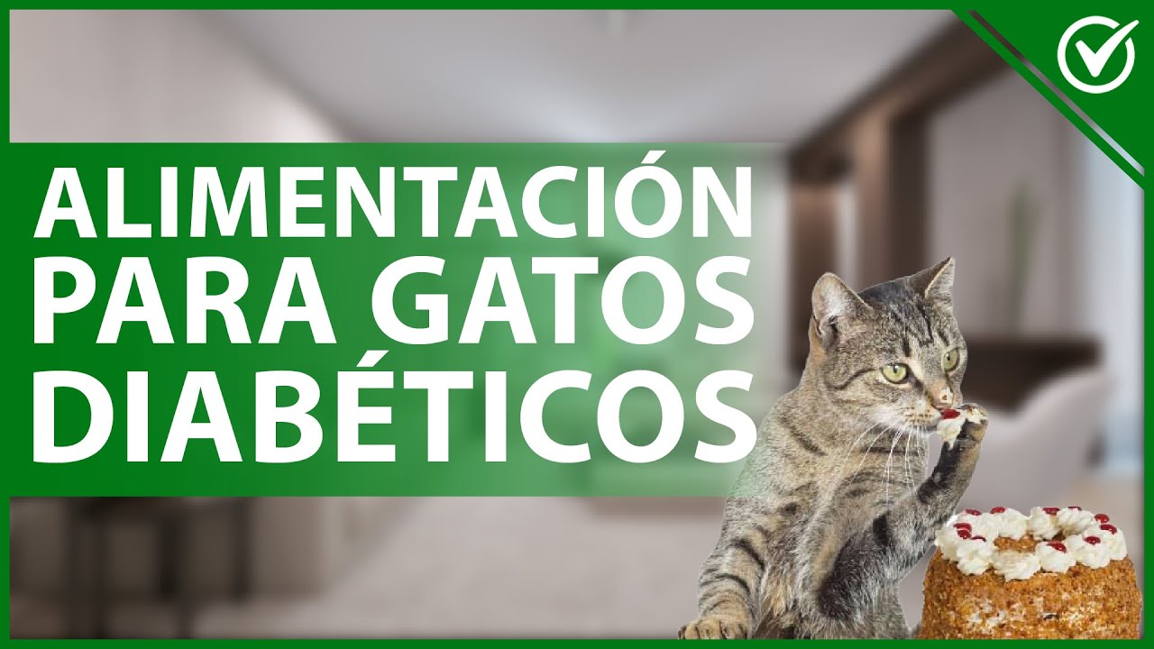 Comida húmeda especial para gatos diabéticos