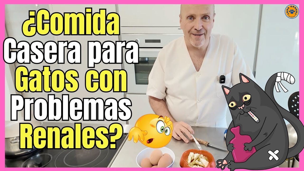 Comida saludable para gatos con insuficiencia renal