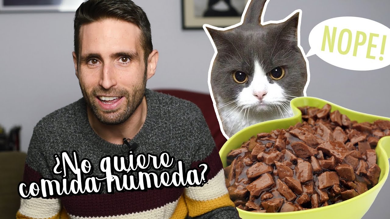 Cómo hacer que tu gato coma comida húmeda