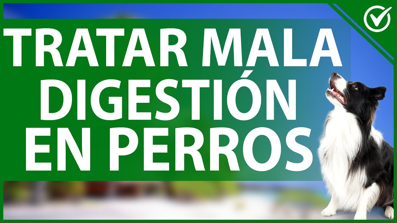 Cómo tratar la mala digestión en perros
