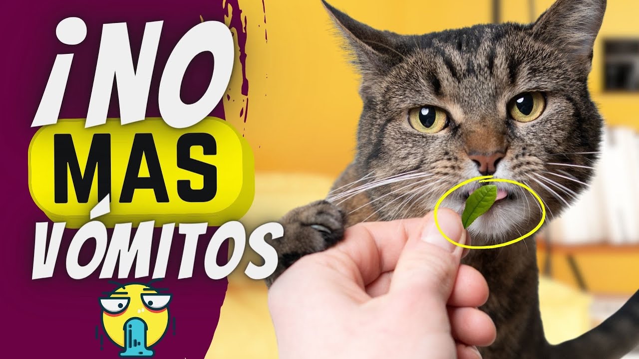 Cómo tratar vómitos en gatos con comida húmeda