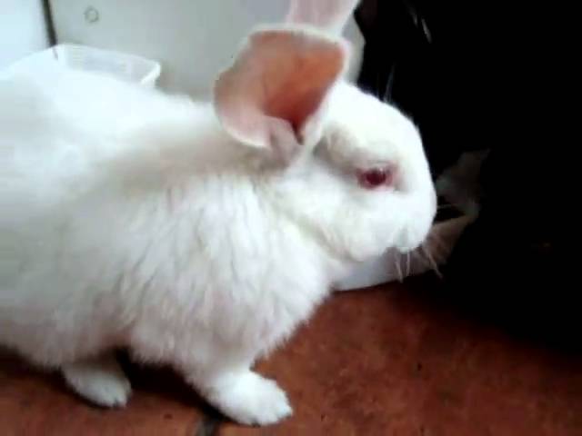 Conejo se alimenta de la comida del gato