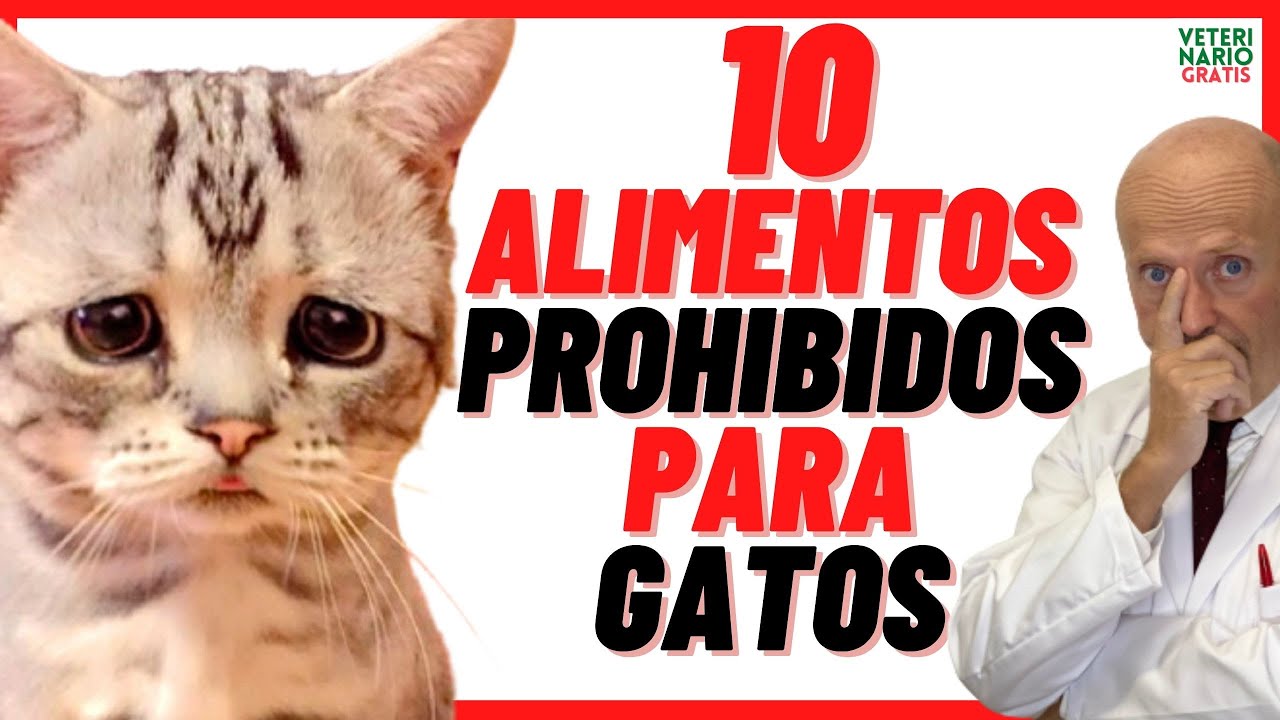 Conoce qué tipos de comida son tóxicos para los gatos