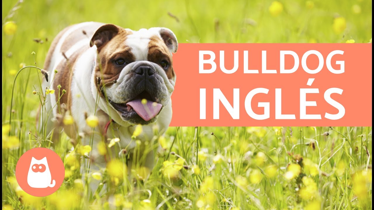 Consejos para alimentar a tu cachorro bulldog inglés