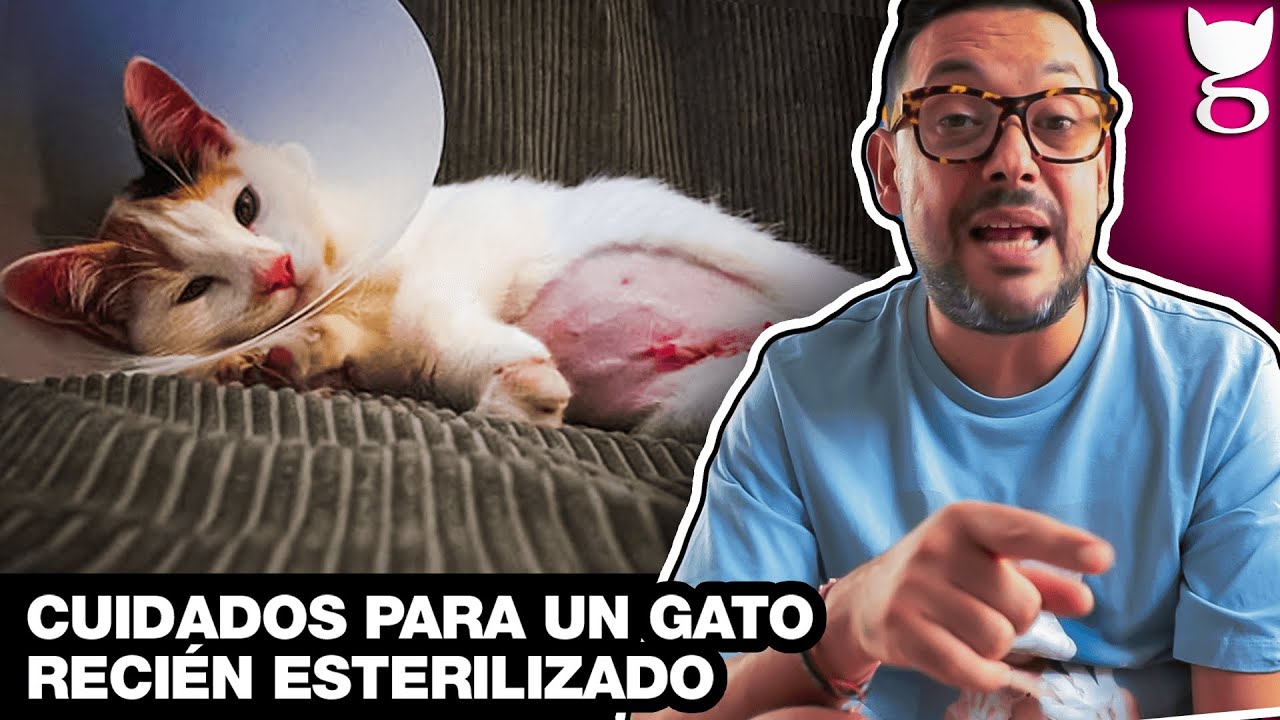 Consejos para alimentar gatos esterilizados