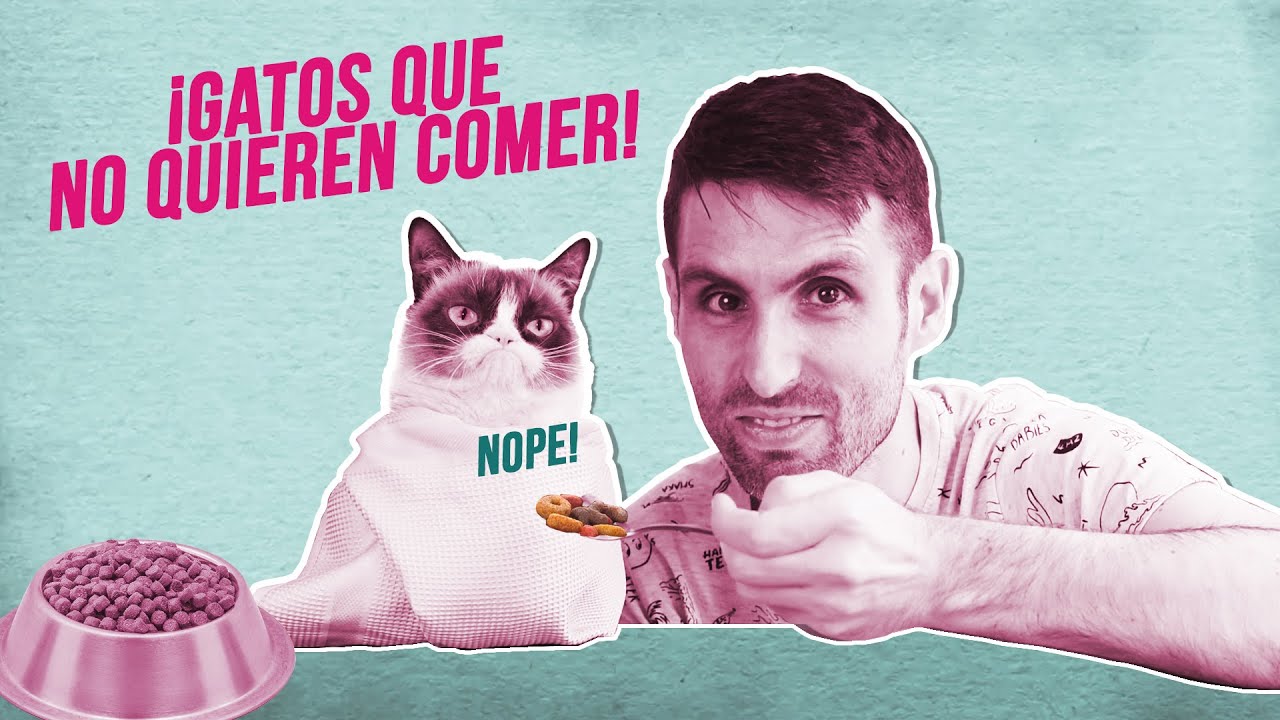 Consejos para mejorar la comida de gatos con poco apetito