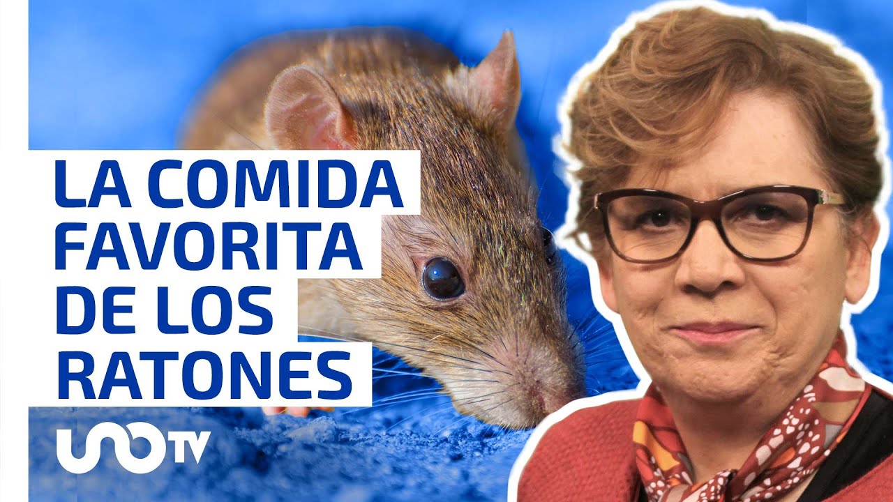 Delicias de la comida para ratones