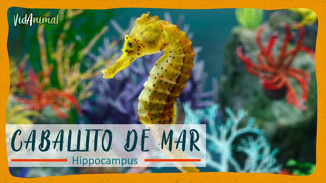 Delicias marinas: la comida de caballito de mar