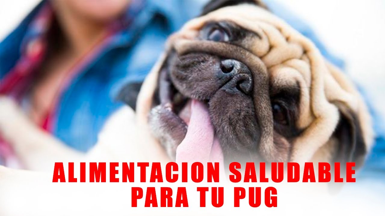 Deliciosas opciones de comida casera para perros pug