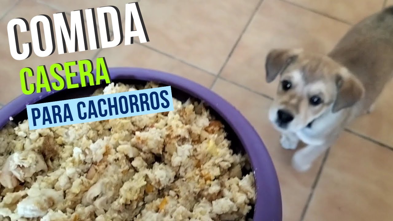 Deliciosas recetas de comida casera para cachorros recién nacidos