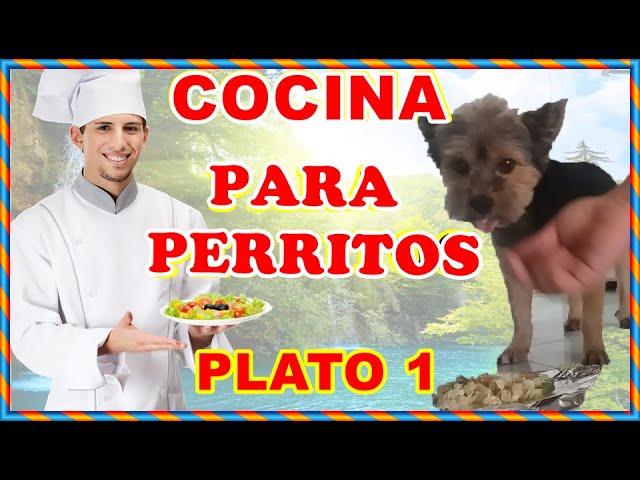 Deliciosas recetas de comida casera para tu Yorkshire Terrier