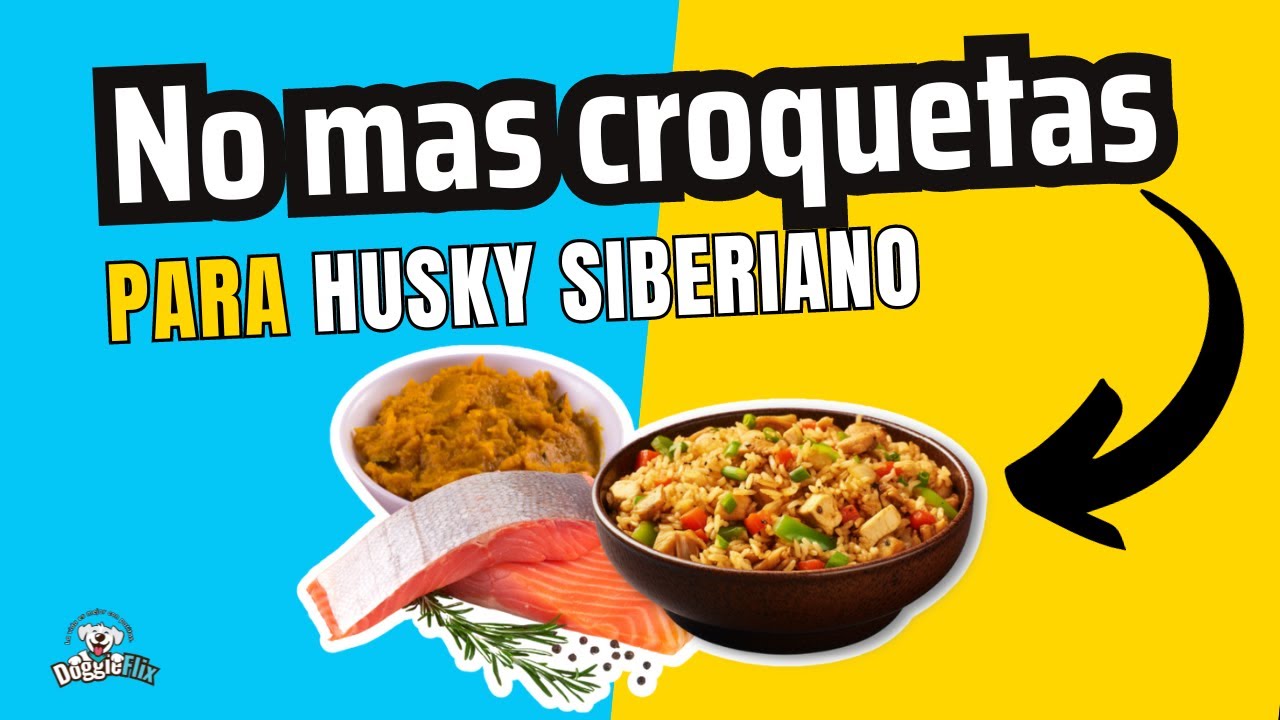 Deliciosas recetas de comida casera para tu perro husky siberiano