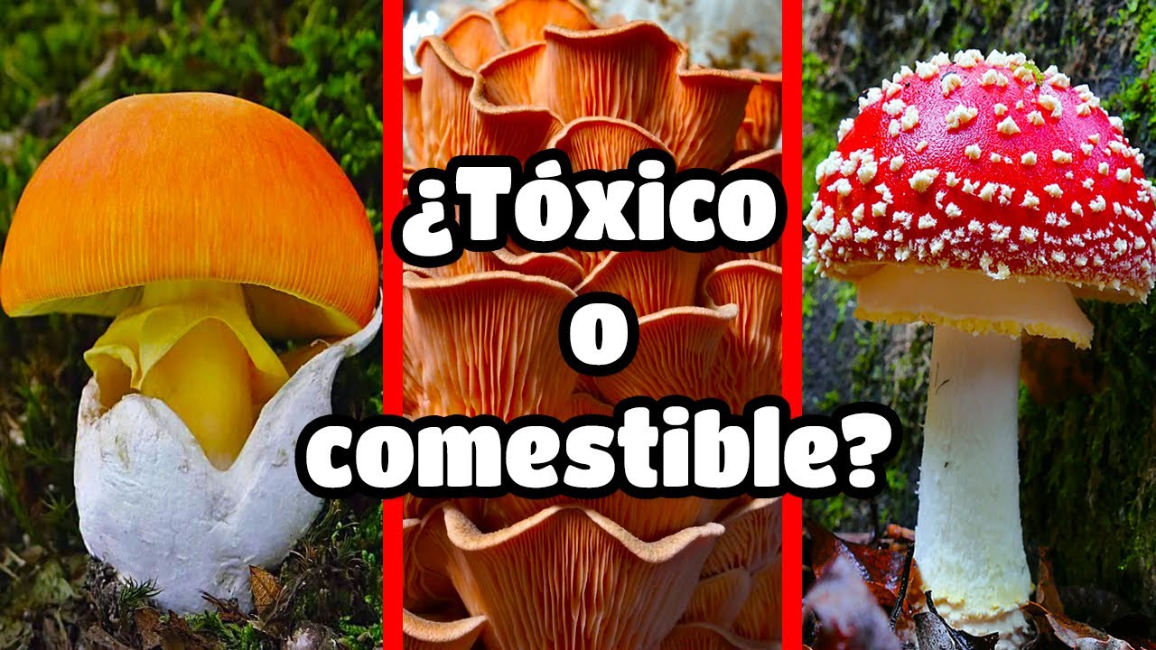 Descubre los tipos de hongos que puedes encontrar en tu comida