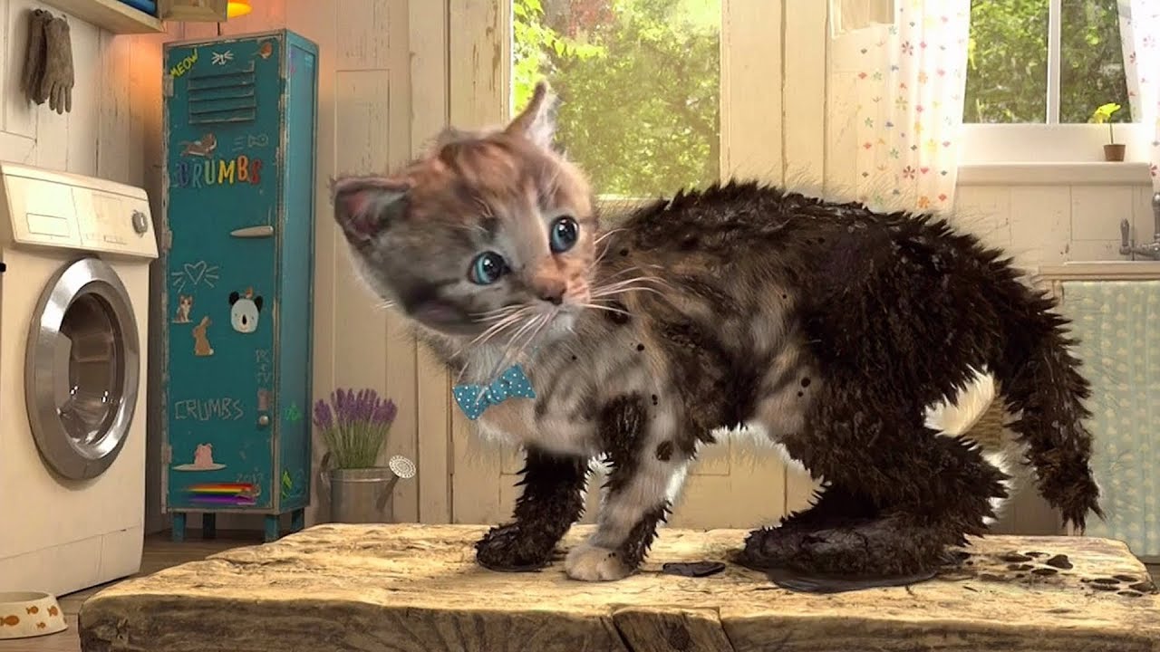 El divertido juego de mi gato con la comida