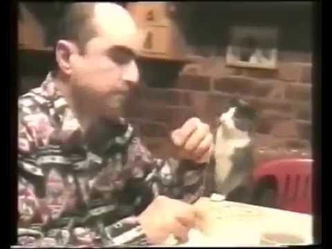 El gato sordo que pide comida