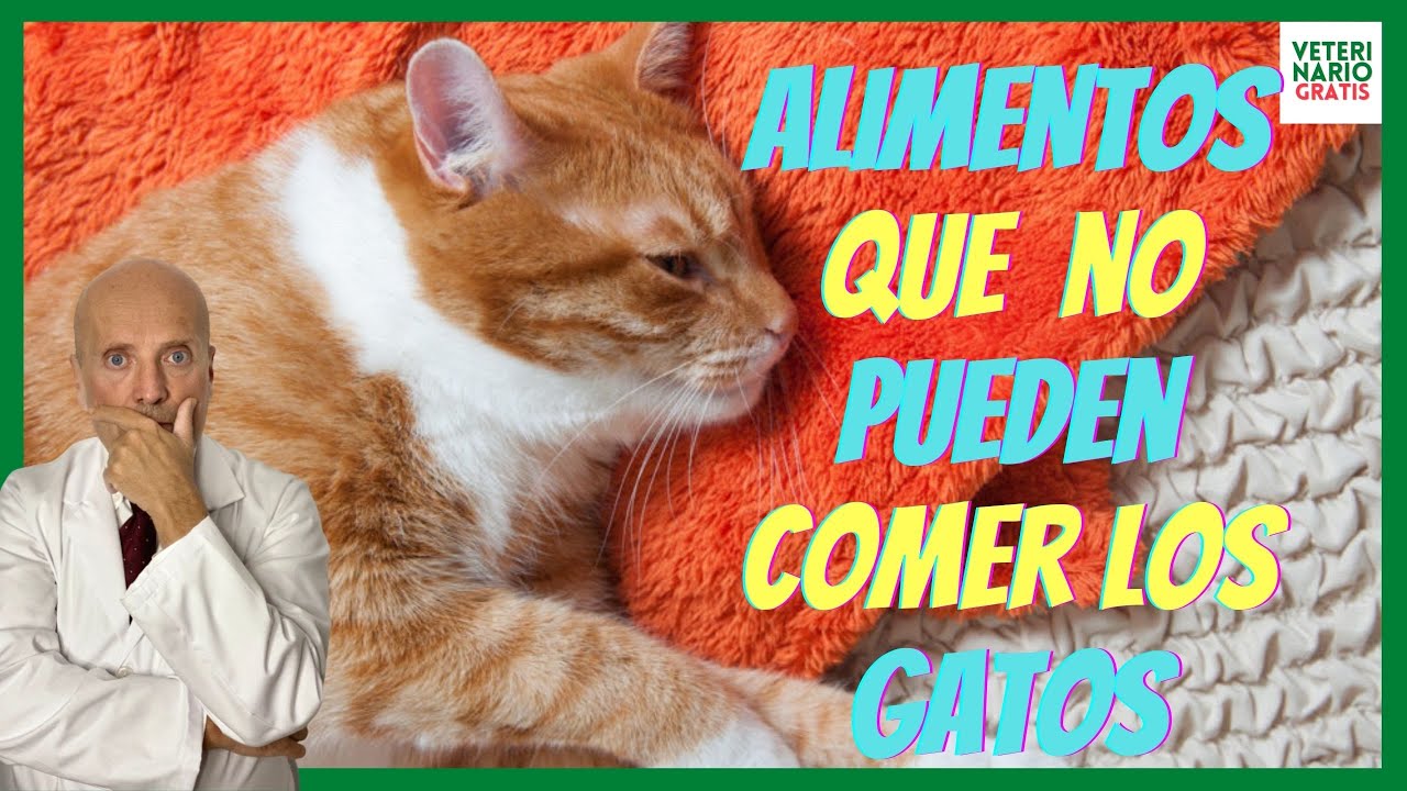 El peligro de alimentar a los gatos con comida humana