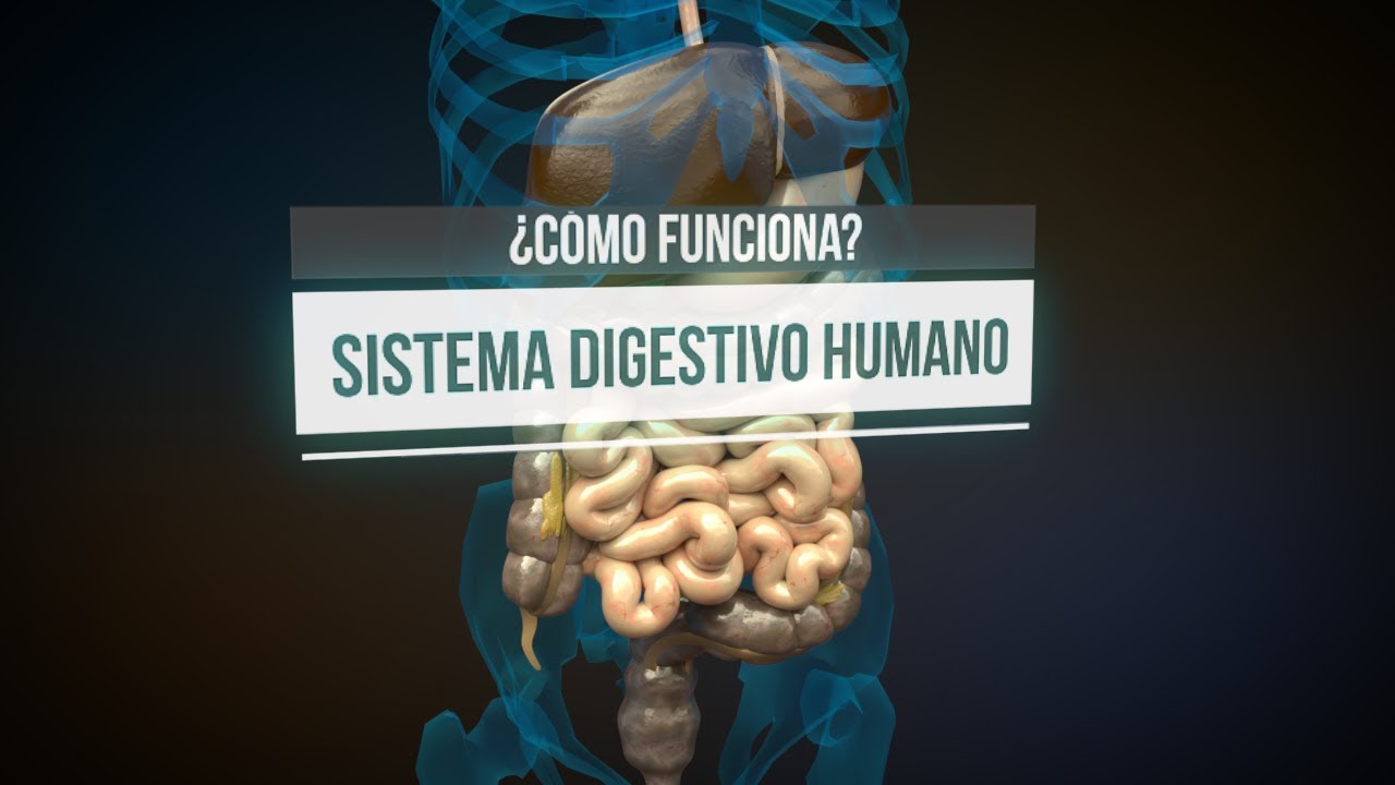 Funcionamiento del sistema digestivo: proceso y conocimientos