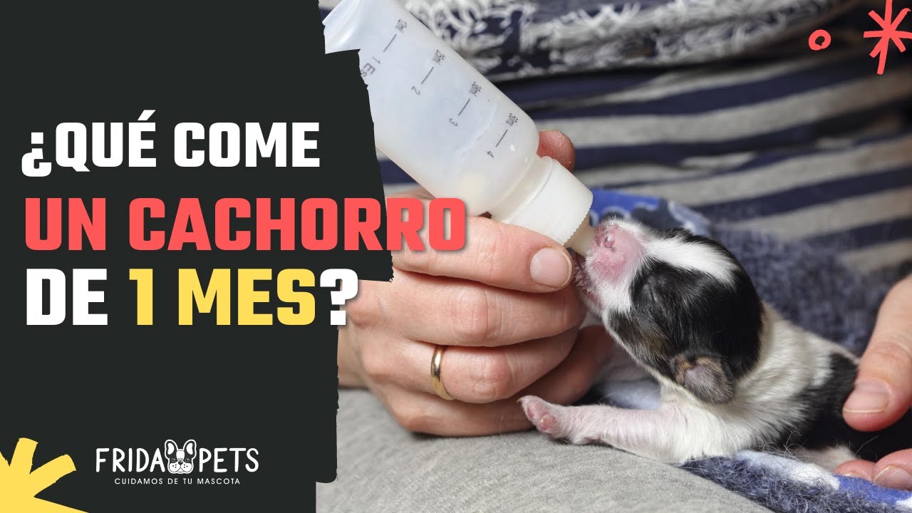 Importancia de buena alimentación para cachorro de 1 mes