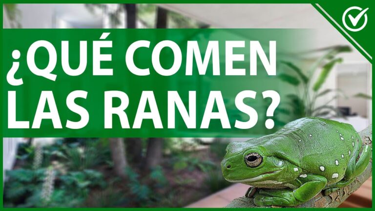 La Alimentación de las Ranas: ¿Qué Comida Consumen y Cómo Cuidarlas ...