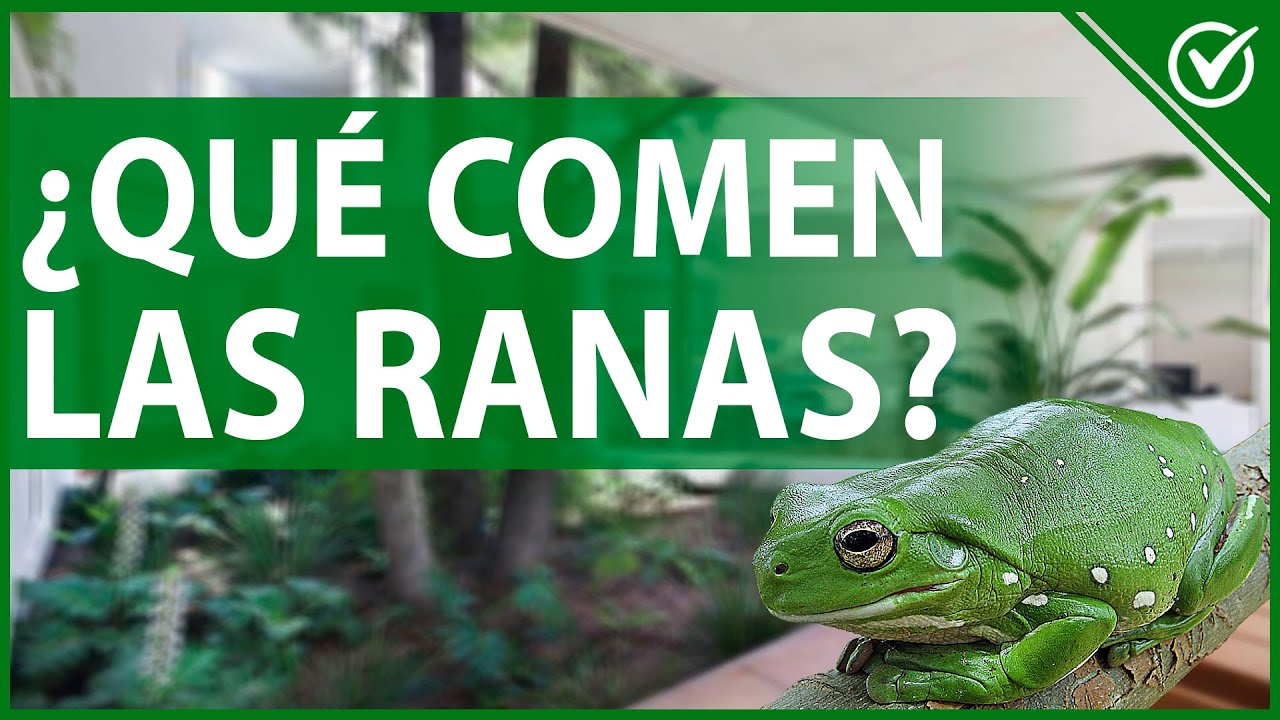 La alimentación de las ranas: qué comida consumen