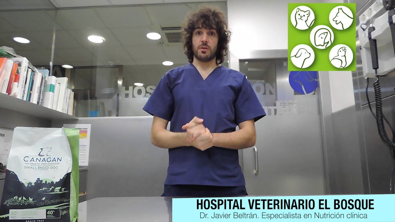 La cantidad adecuada de comida para un cachorro