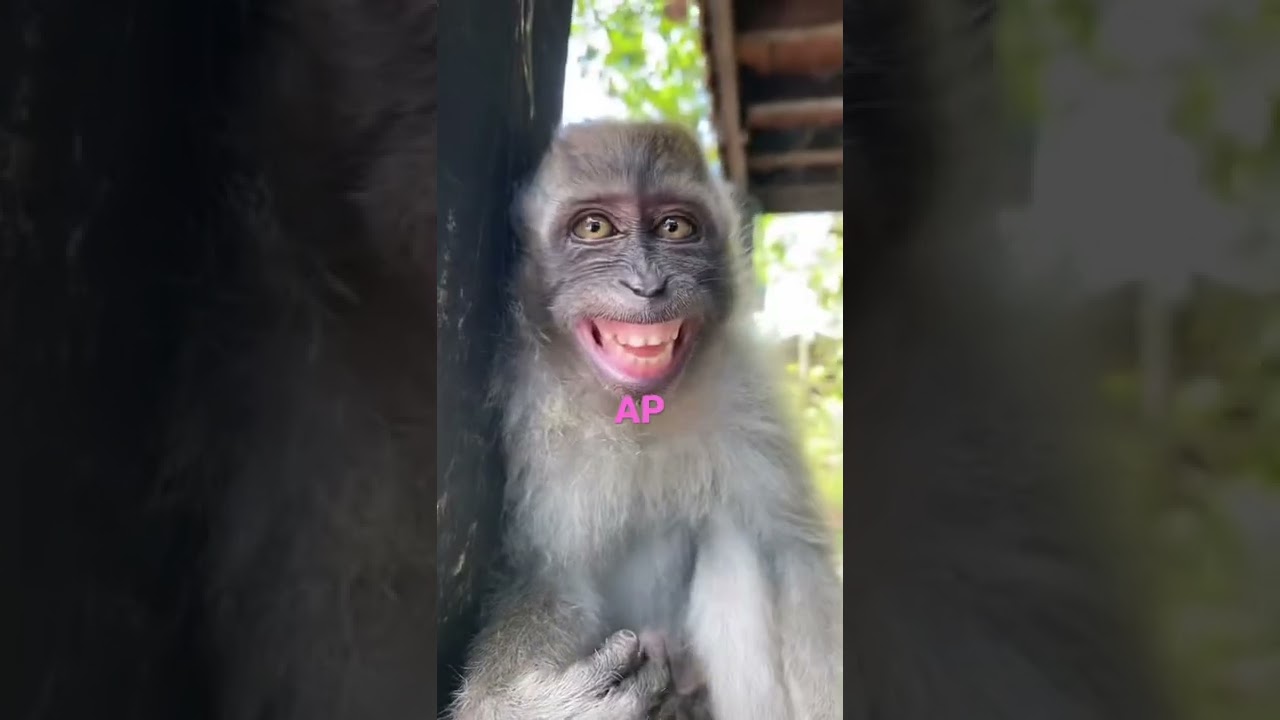 La deliciosa comida favorita de los monos