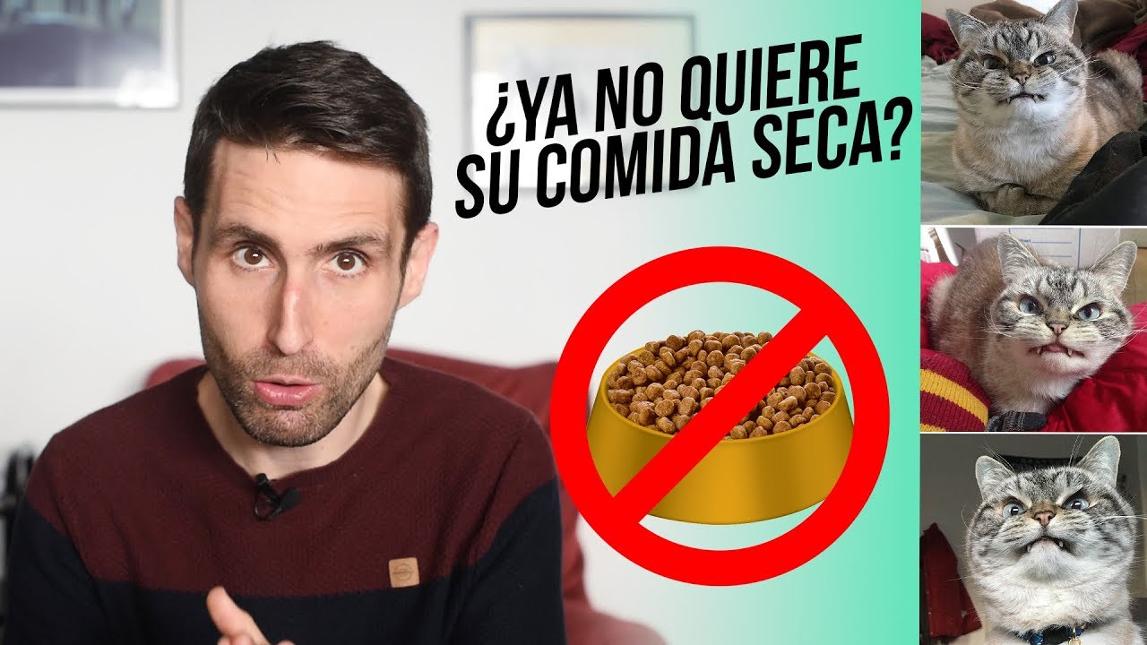 La preferencia de mi gato por la comida seca sobre la húmeda