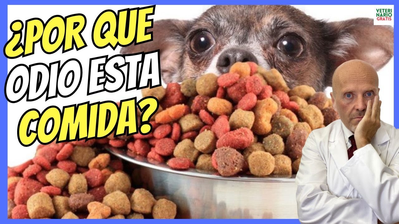 Mezcla de pienso y comida casera para una alimentación equilibrada