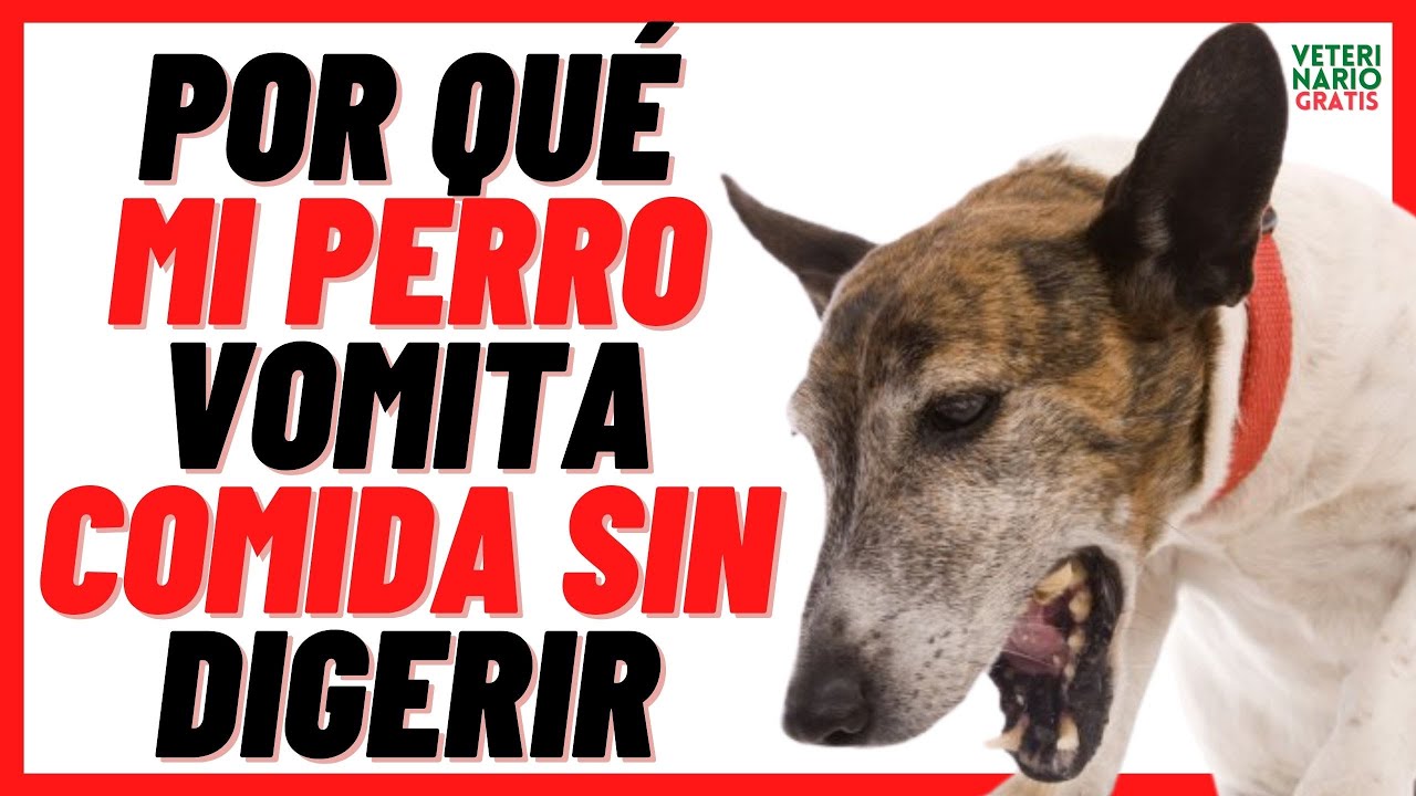 Mi perro vomita comida sin digerir horas después de comer