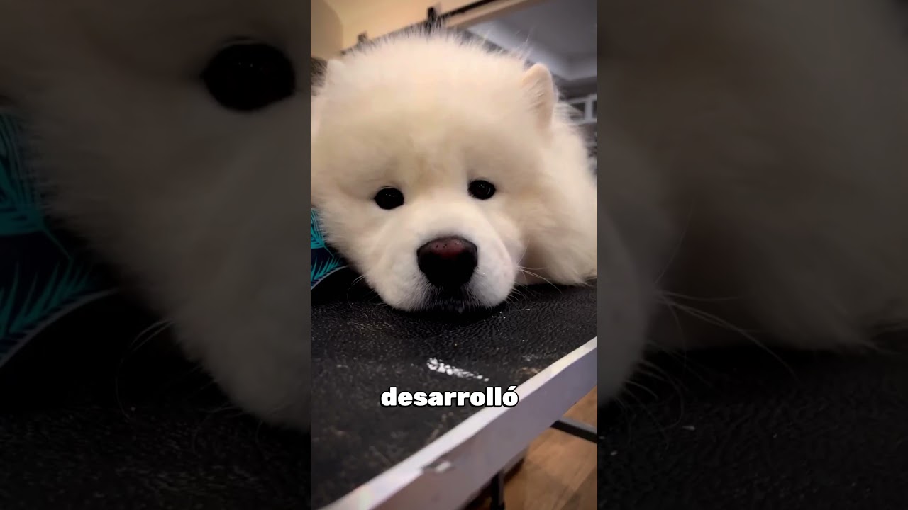 Perro enfurecido por la escasez de comida