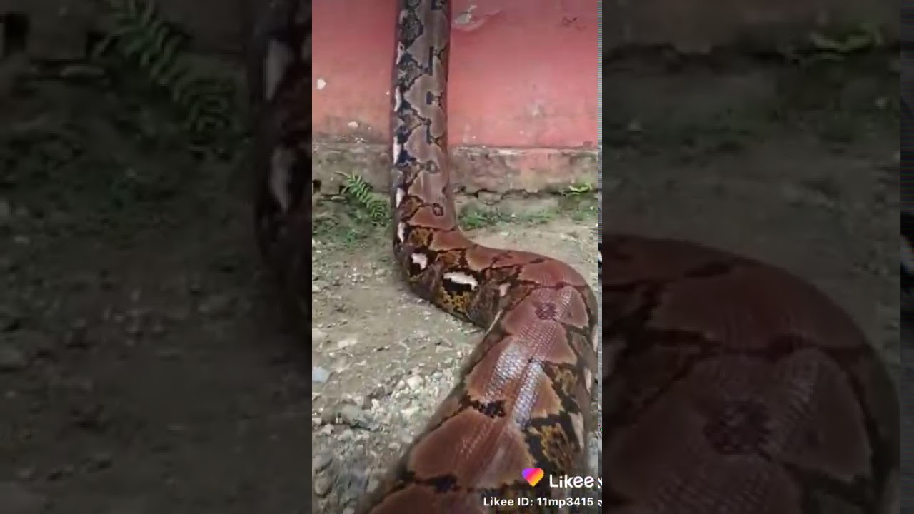Polémica por cabeza de serpiente en comida de avión