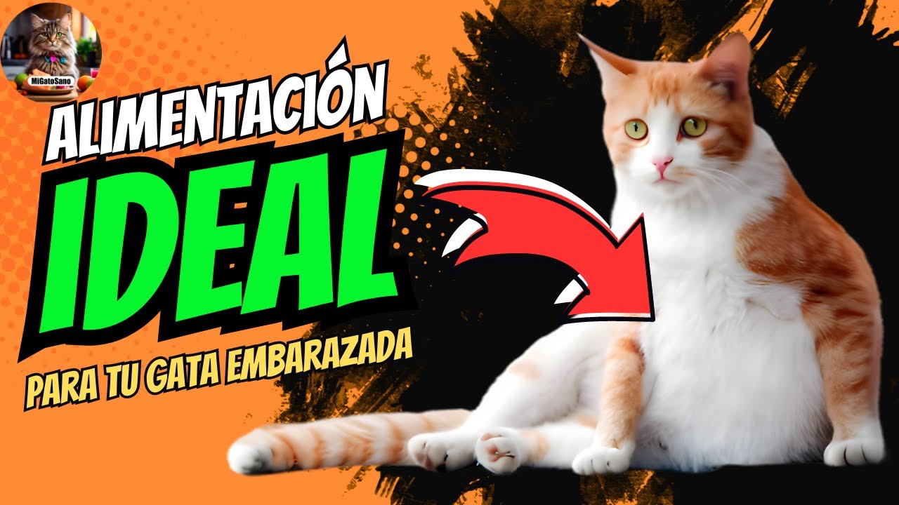 Preparando comida casera para una gata embarazada