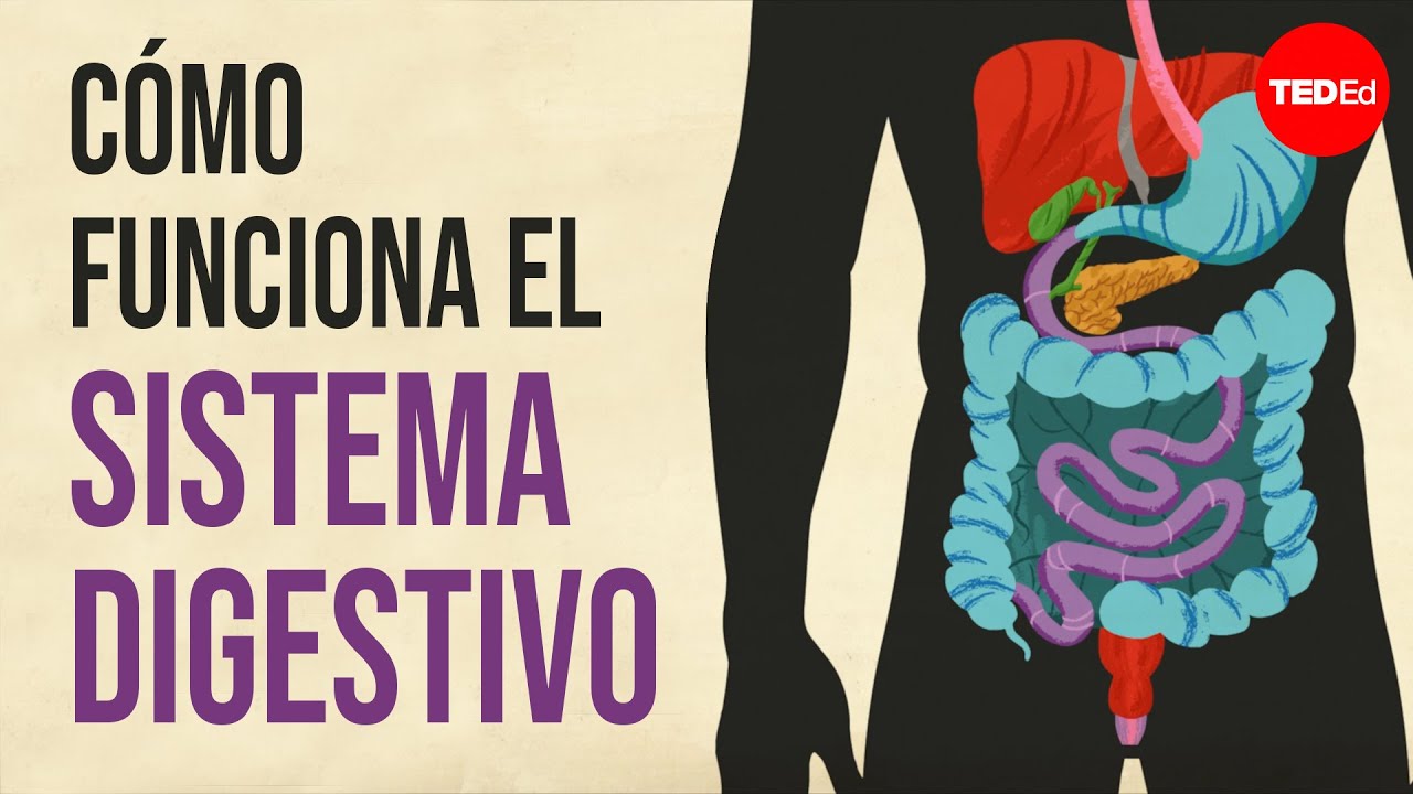 Proceso y absorción de la comida en el sistema digestivo