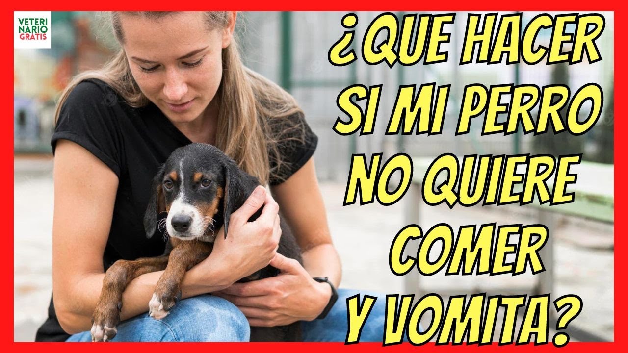 Soluciones de comida para perros con problemas de vómito